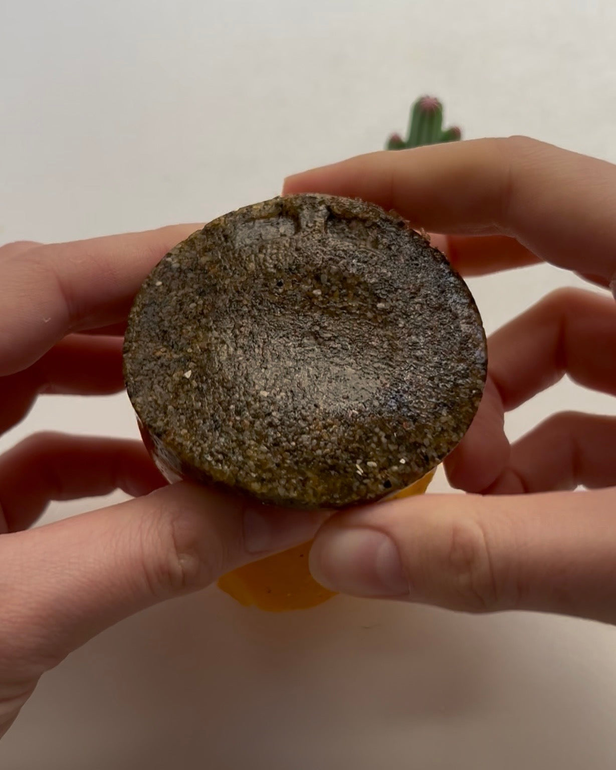 The Sun [Tarot Collection]